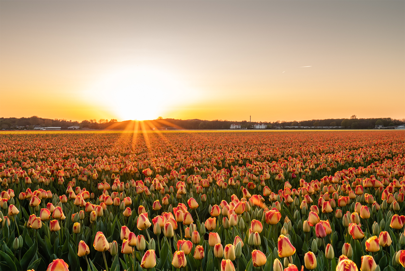 “Mãn nhãn” cánh đồng Tulip kiêu sa của Kazakhstan