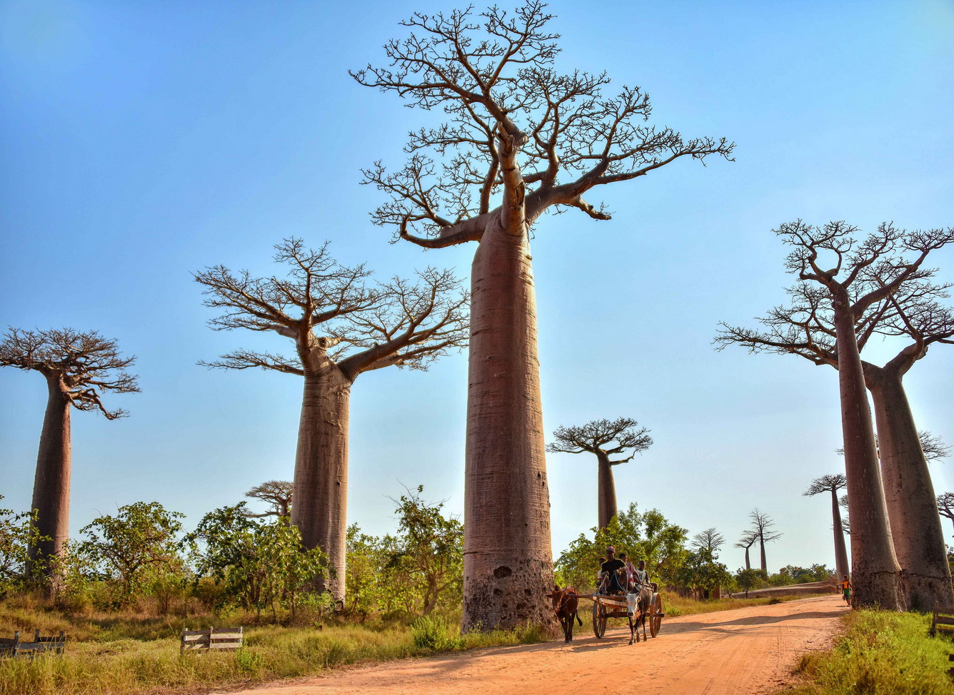 Ấn tượng cây Baobab khổng lồ