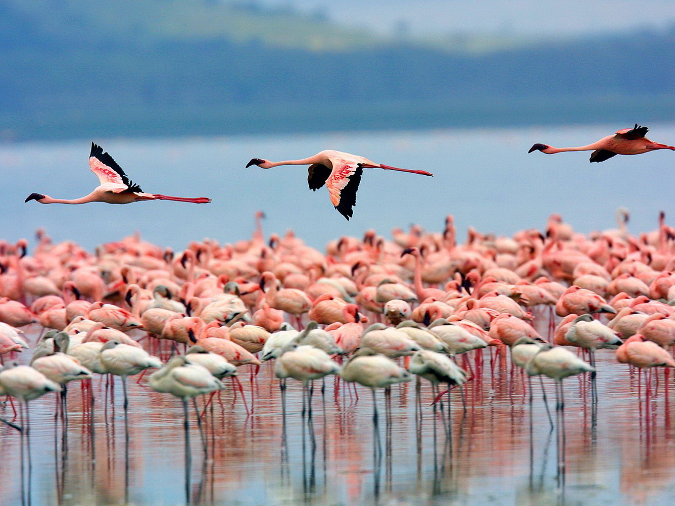 Công viên Quốc gia hồ Nakuru