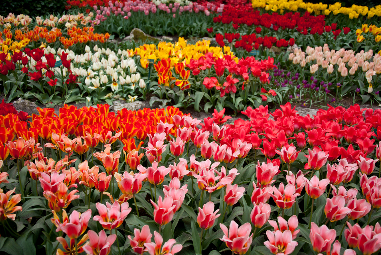 Cùng Vietravel đến Hà Lan khi mùa hoa Tulip đẹp nhất!