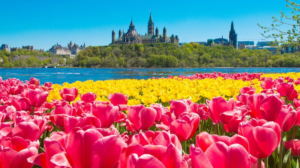 Tư bừng lễ hội hoa tulip Canada