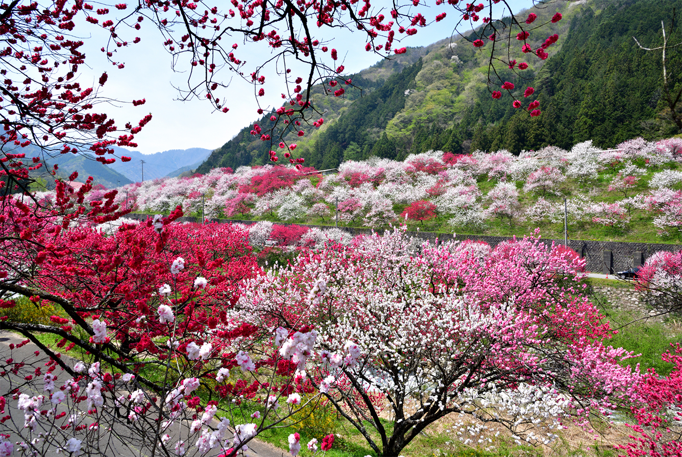 Thưởng lãm ba sắc hoa anh đào tuyệt đẹp ở Fukushima, Nhật Bản