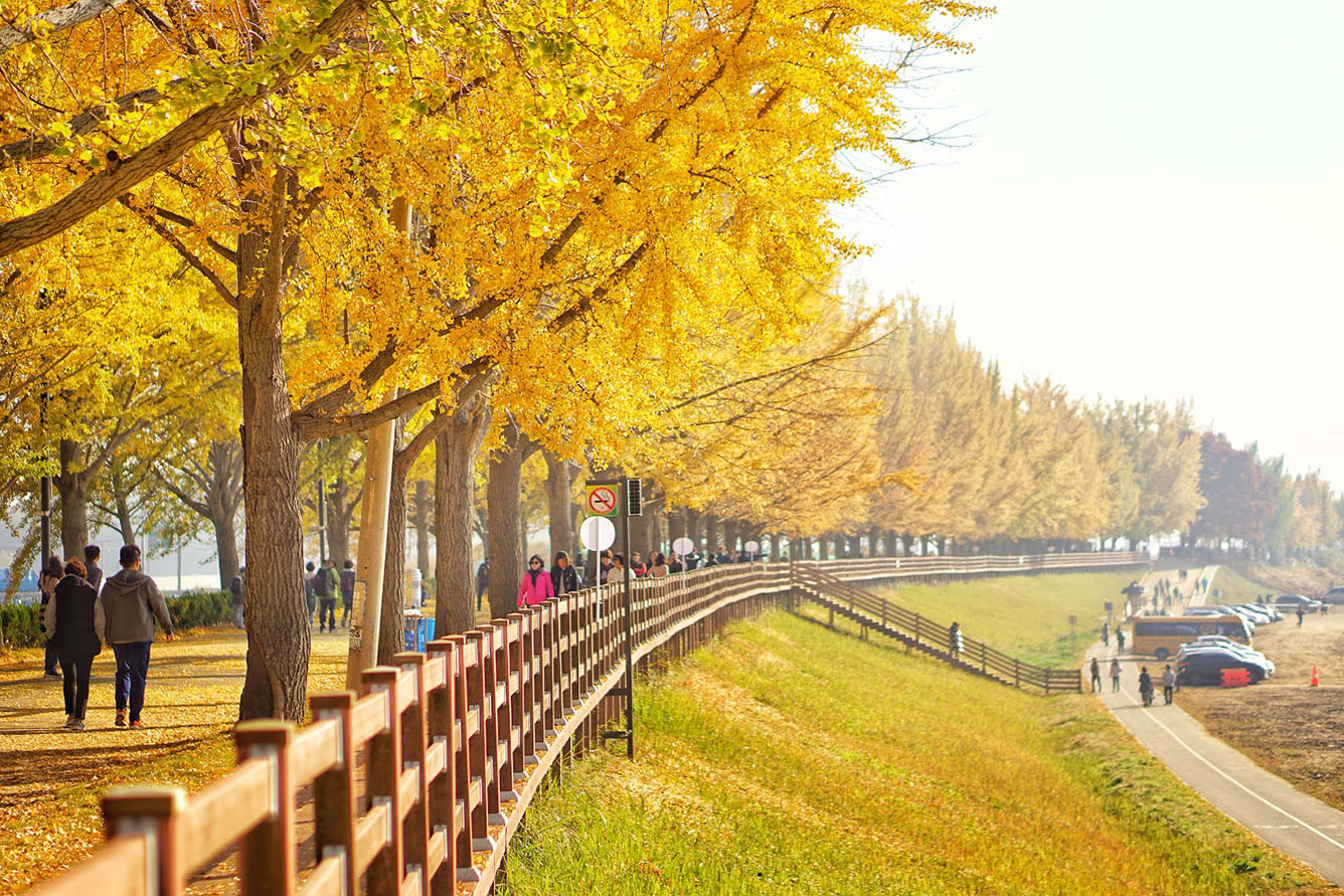 Định vị tọa độ 8 điểm ngắm mùa thu Hàn Quốc đẹp nhất