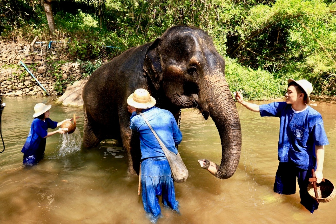 10. Trại voi Mae Sa (Mae Sa Elephant Camp)
