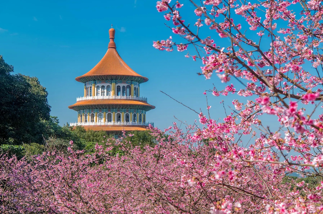 1. Hoa anh đào Đài Loan tháng mấy đẹp nhất?