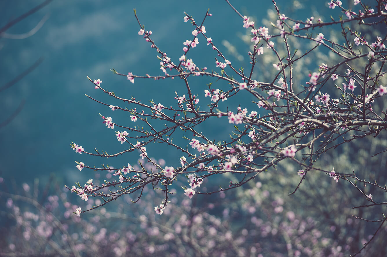 Mộc Châu: Xuân về hoa nở