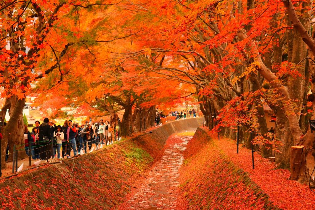 Tour Nhật Bản - Khám phá lễ hội mùa thu Fuji Kawaguchiko độc đáo xứ mặt trời mọc | VIETRAVEL - Vietravel