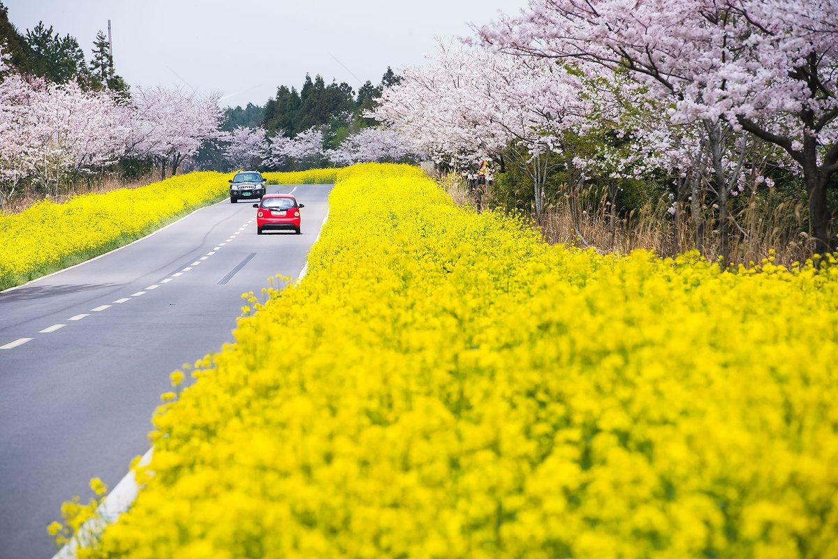 Du lịch Hàn Quốc mùa xuân