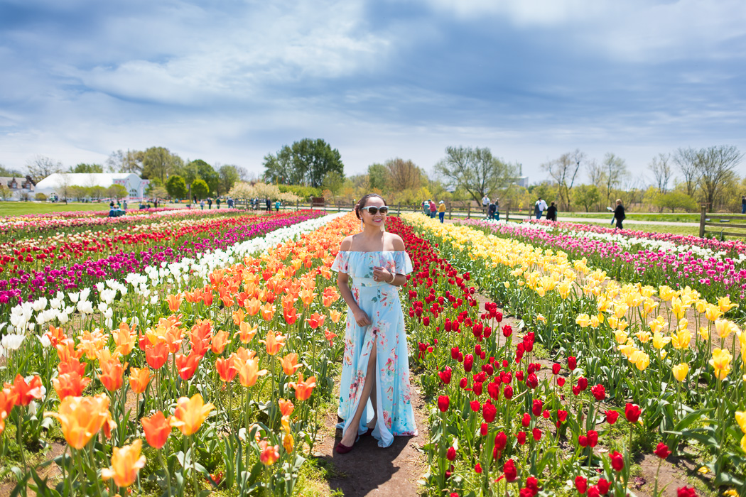 Lễ hội hoa Tulip - Hà Lan