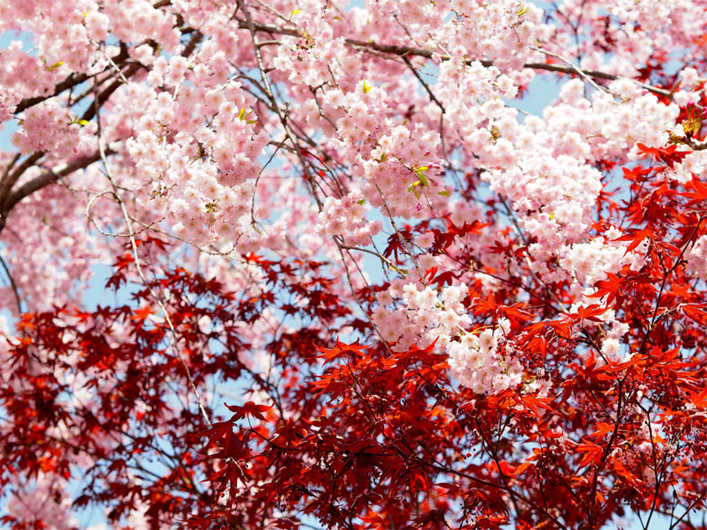 Lãng mạn sắc hoa anh đào mùa thu ở Nhật Bản