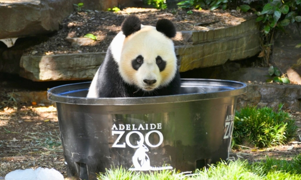 Sở thú Adelaide