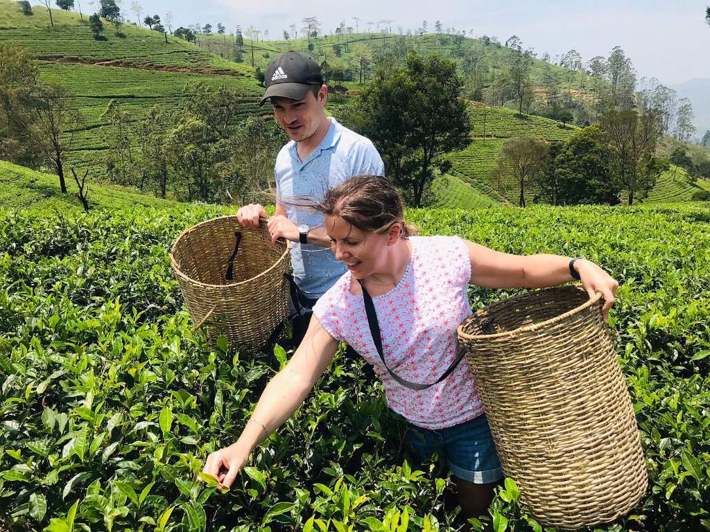 Đồn điền trà Mackwoods Tea Factory