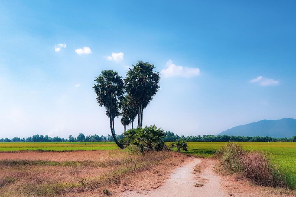 Cây thốt nốt trái tim An Giang