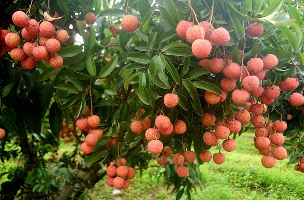 Những chùm vải thiều Lục Ngạn chín đỏ trên cành giữa tán lá xanh