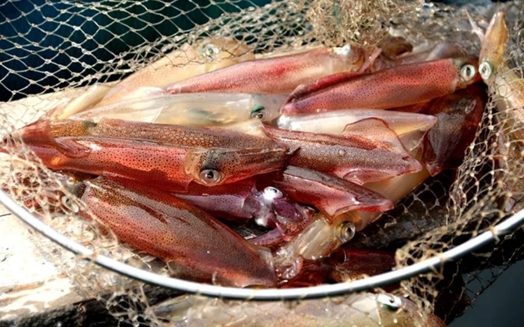 Mực nhảy Cửa Lò