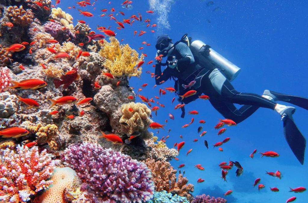 lặn bình khí khám phá rạn san hô nhiều màu sắc tại Sharm El-Sheikh, Biển Đỏ