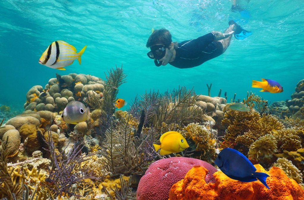 Snorkeling ngắm san hô và cá nhiệt đới trong làn nước trong xanh tại Hurghada, Ai Cập. 