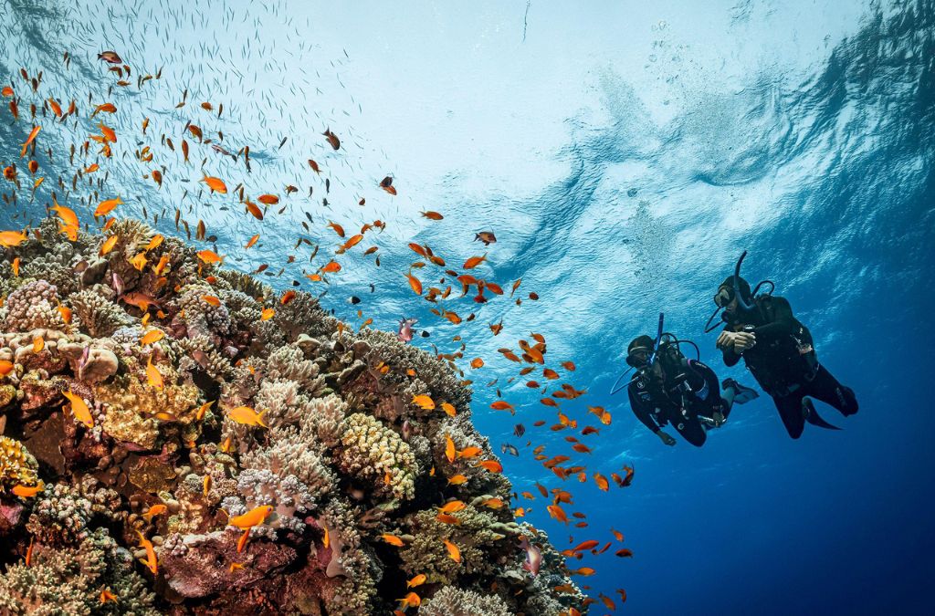 scuba  diving tại biển đỏ khám phá rạn san hô