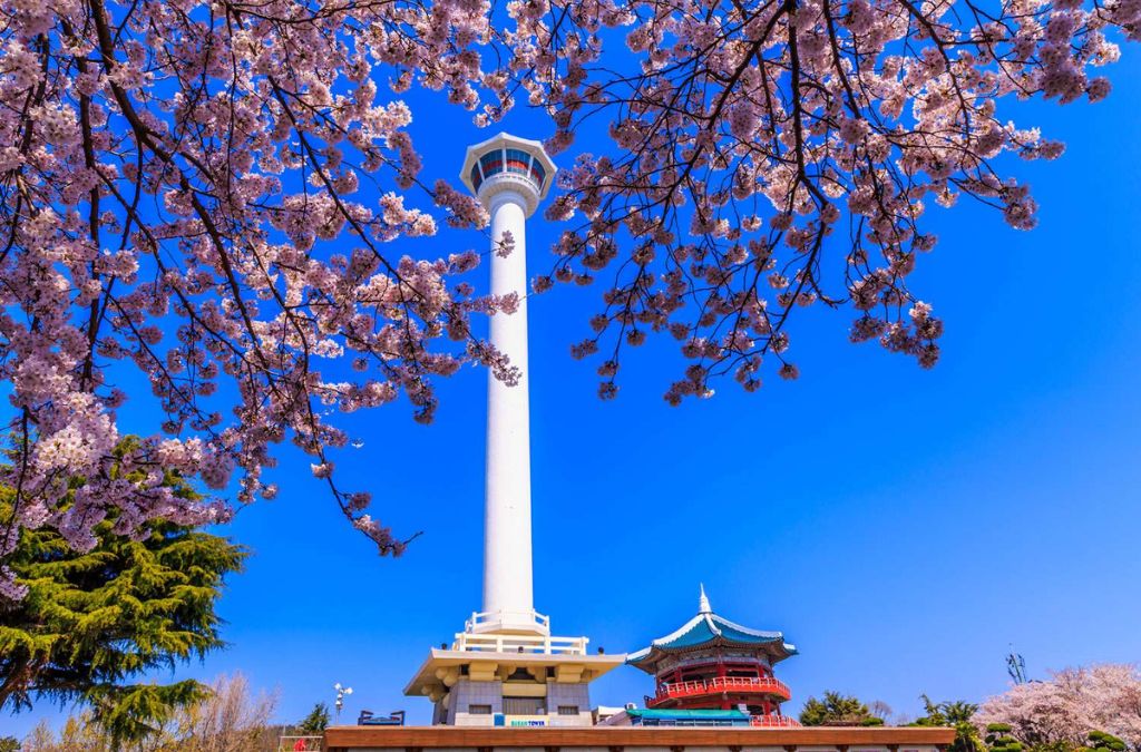Tháp Busan giữa hoa anh đào tại Công viên Yongdusan