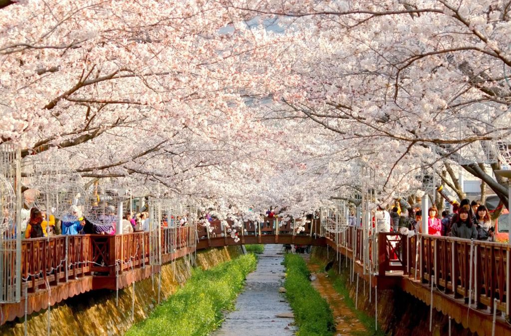 Con đường hoa anh đào nở rộ tại Busan