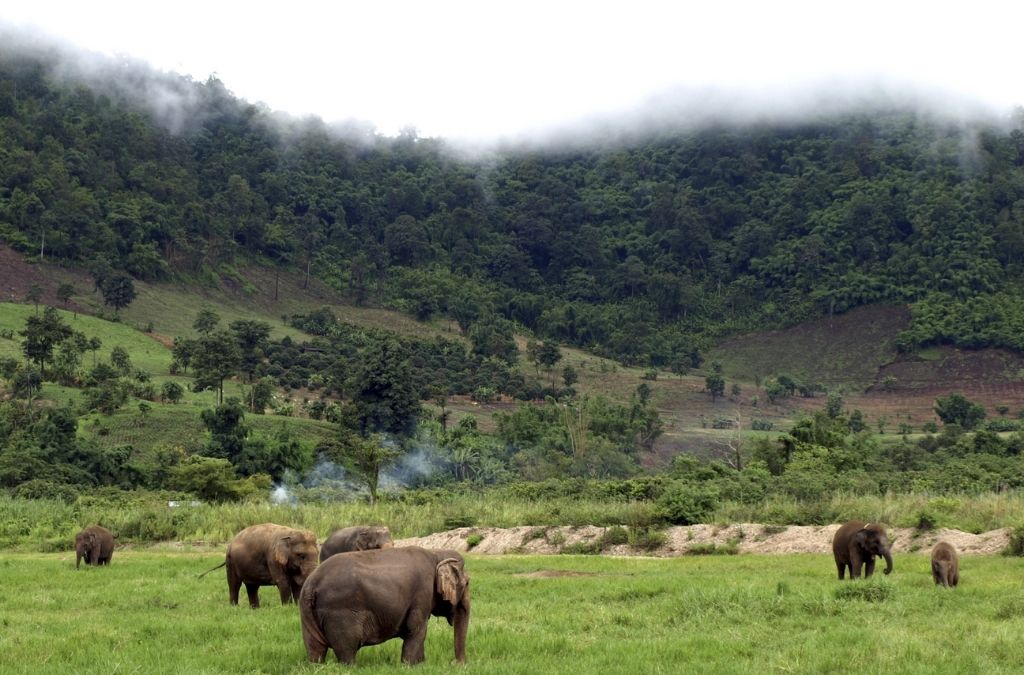 Đàn voi trên đồng cỏ xanh tại Mondulkiri Campuchia