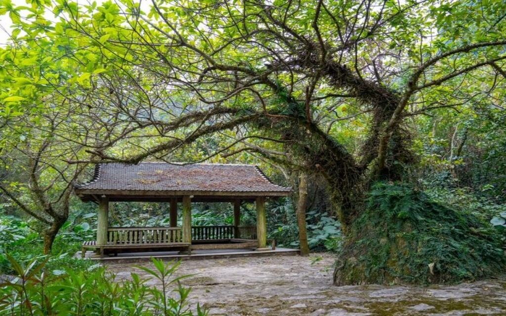 Vườn Bồ Đề trong quần thể Chùa Bái Đính.