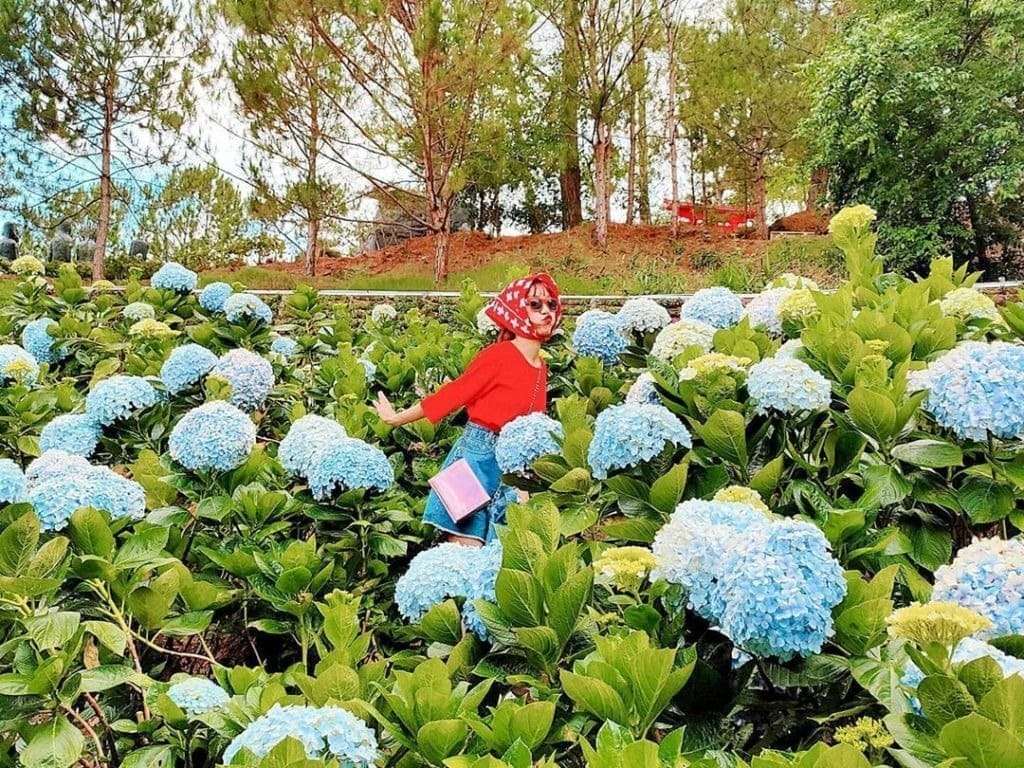vườn hoa cẩm tú cầu Trại Mát Đà Lạt