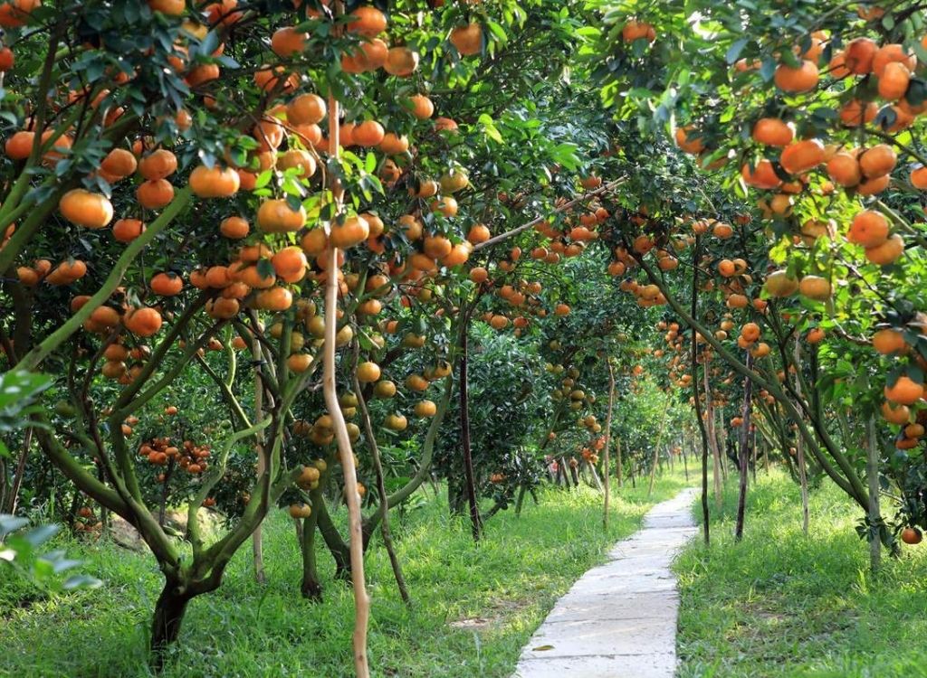 Vườn trái cây Vĩnh Kim trĩu quả