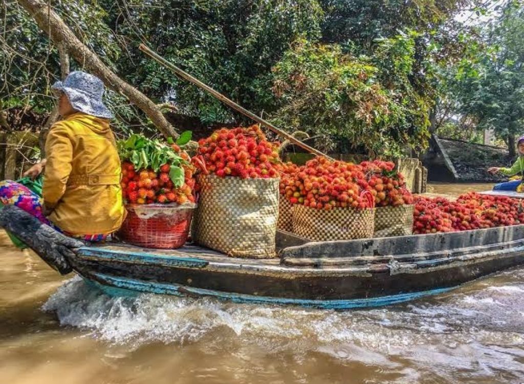 Mùa trái cây rực rỡ ở Cồn Phụng