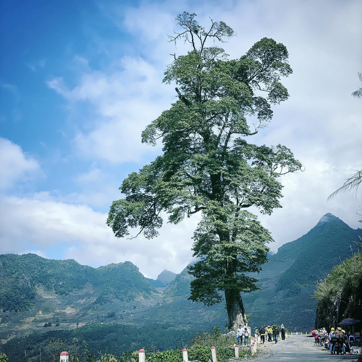 Cây nghiến cô đơn ở quản bạ