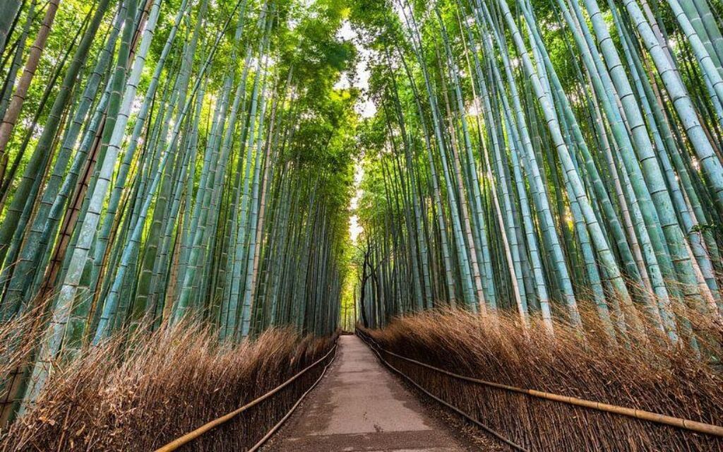 Con đường xuyên rừng tre Arashiyama