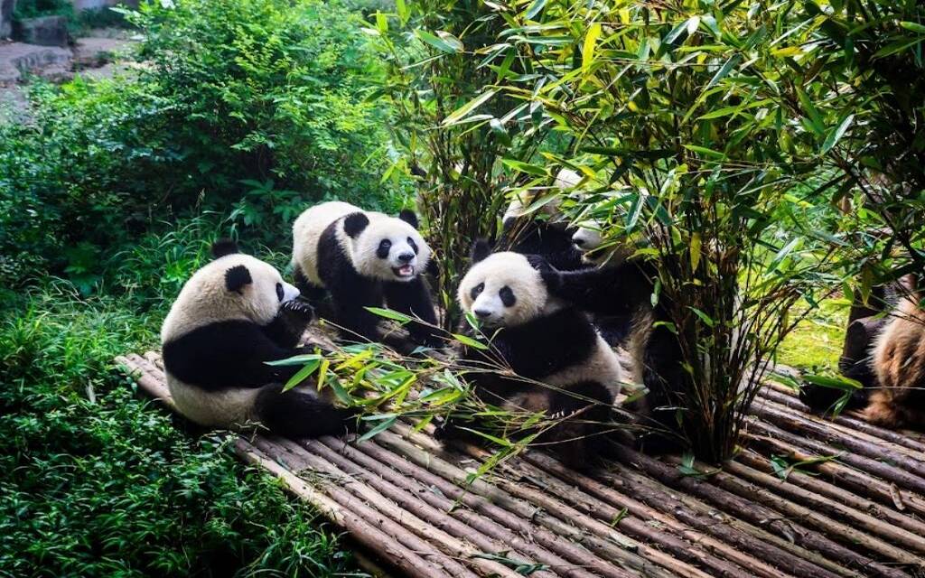 Gấu trúc ăn tre tại Thành Đô 