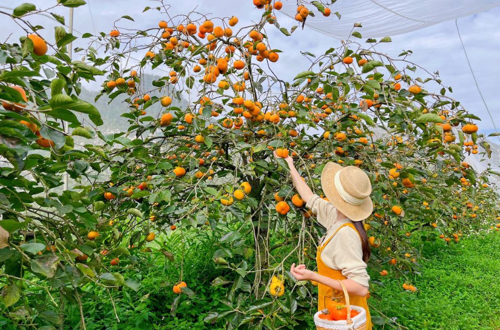 Người hái hồng chín trong vườn hồng Đà Lạt