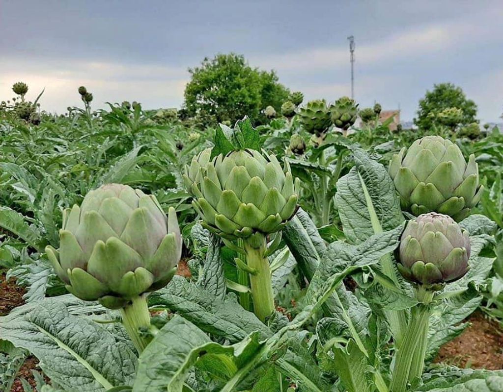  Các sản phẩm đặc sản atiso Đà Lạt gồm bông tươi, trà và cao atiso