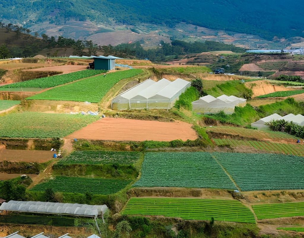 Vườn rau xanh và nông sản tươi ngon ở Đà Lạt
