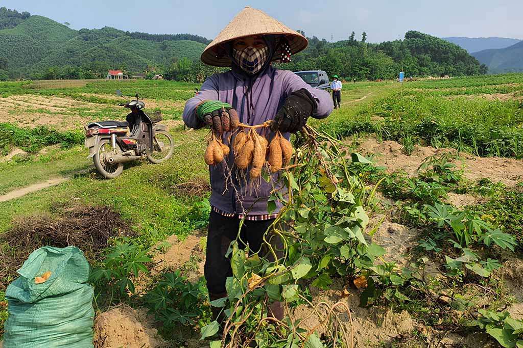 Đặc sản khoai lang Hoàng Long Ninh Bình