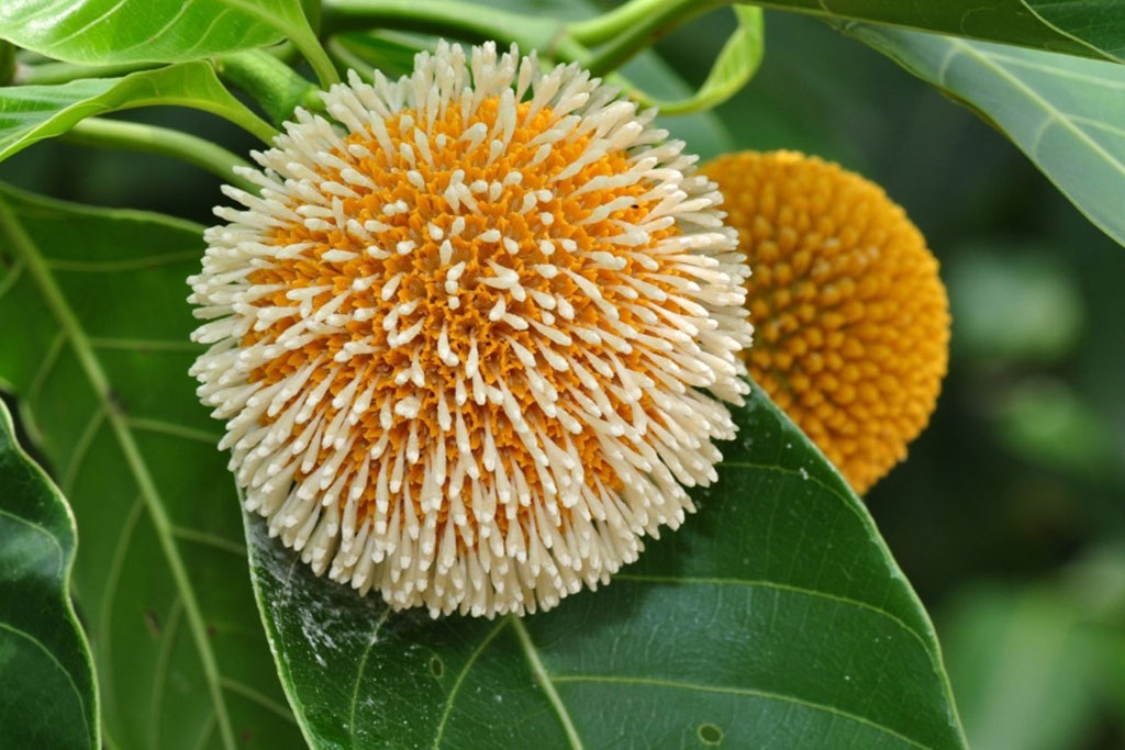 Quả gáo Ninh Bình