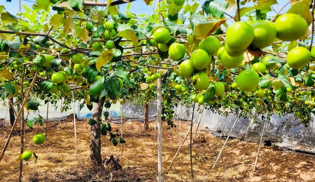 Đặc sản táo xanh vịnh Vĩnh Hy làm quà