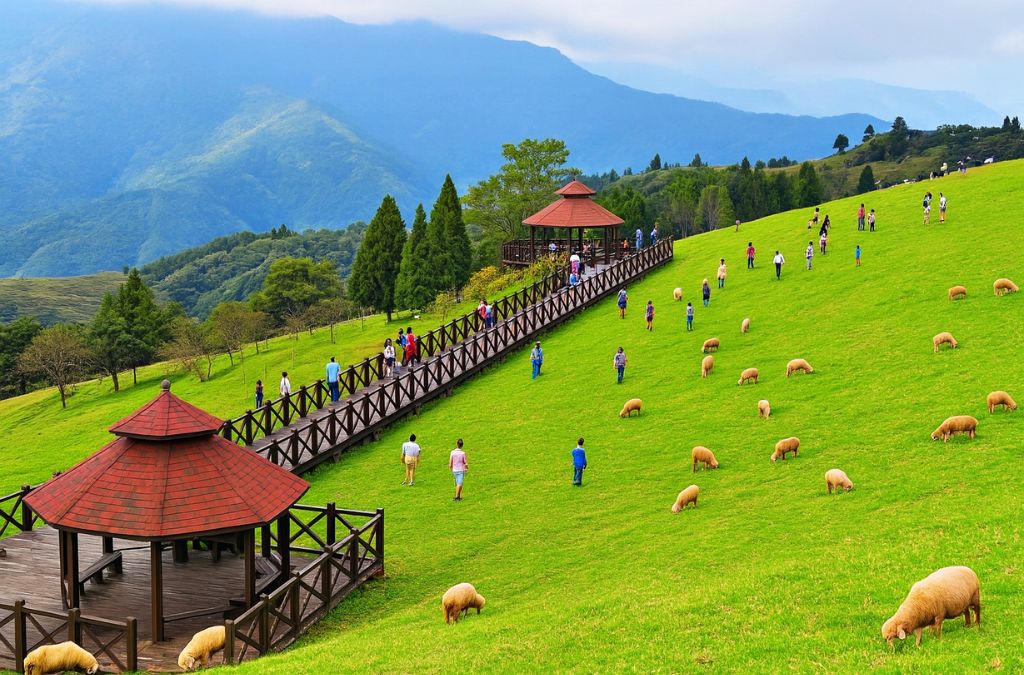 Đàn cừu trên đồng cỏ xanh tại Nông trại Thanh Cảnh