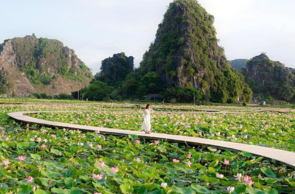 Đầm sen nở rộ dưới chân núi tại Đầm Vân Long