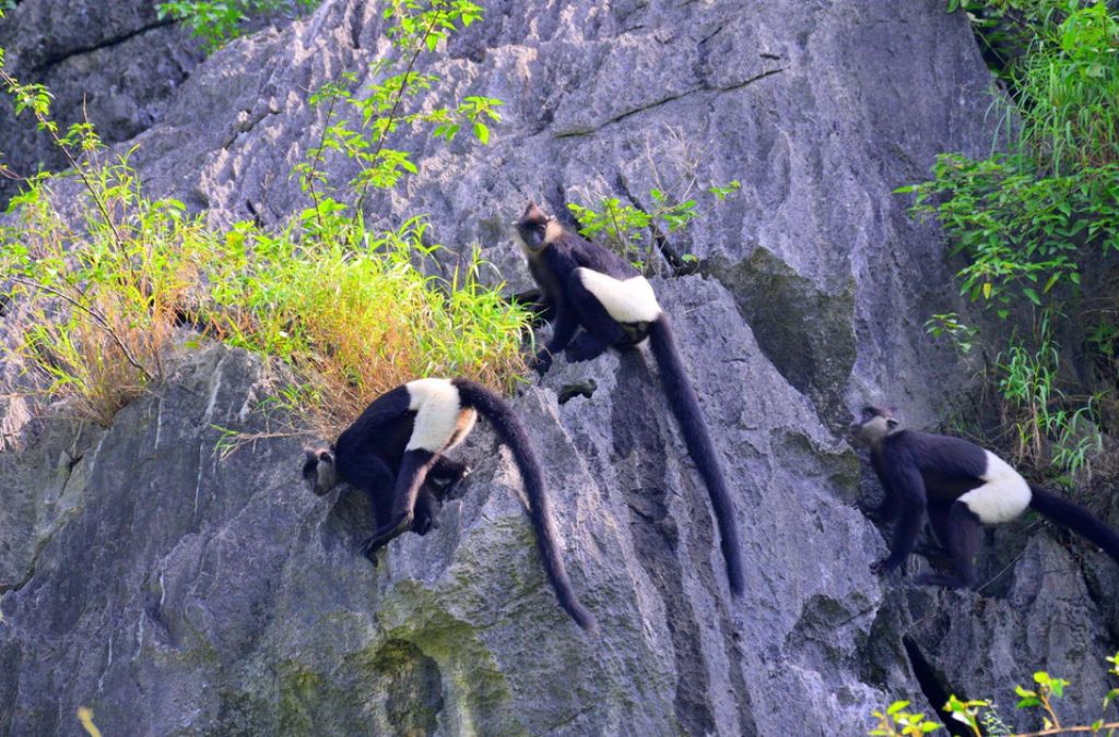 Voọc mông trắng trên vách núi đá vôi tại Đầm Vân Long