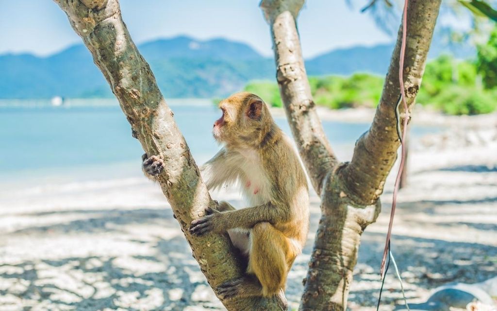 Du lịch đảo Khỉ mùa khô