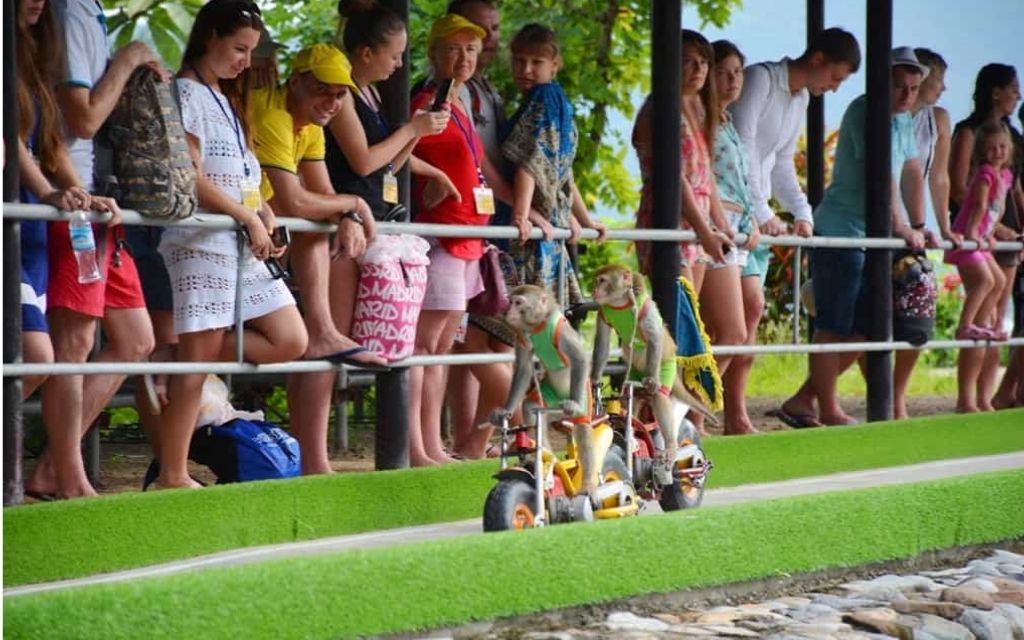 Khỉ biểu diễn đua mô tô