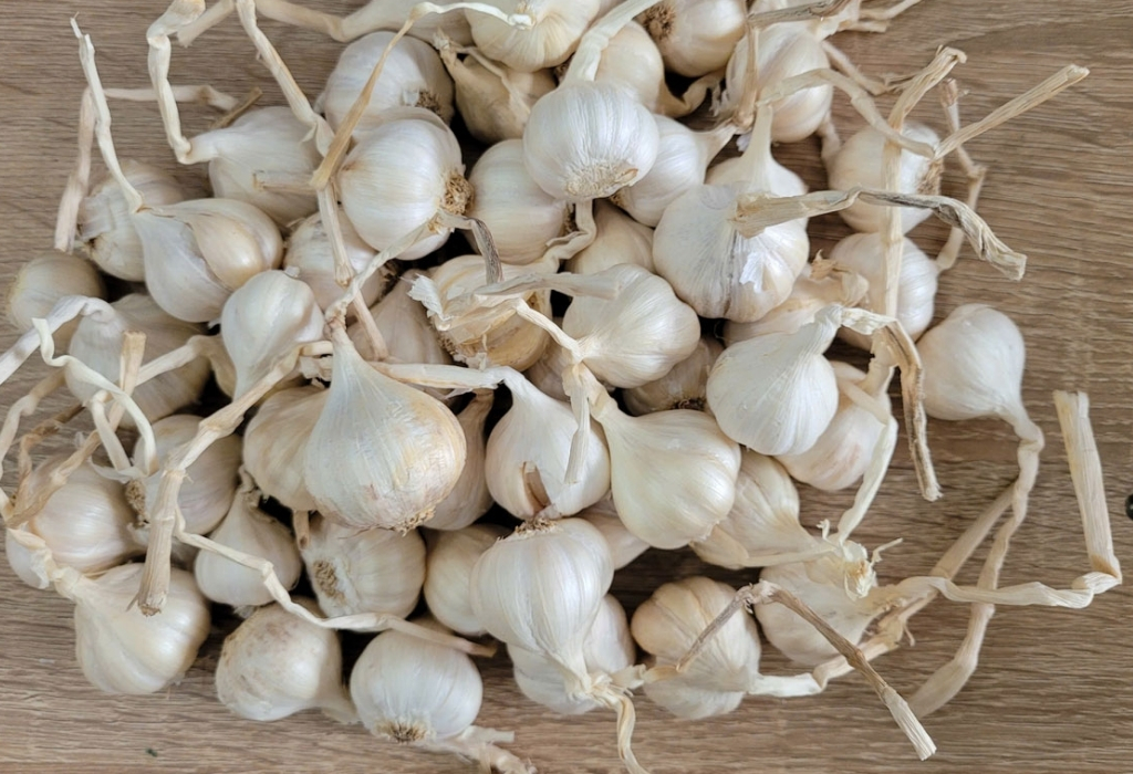 Tỏi Lý Sơn