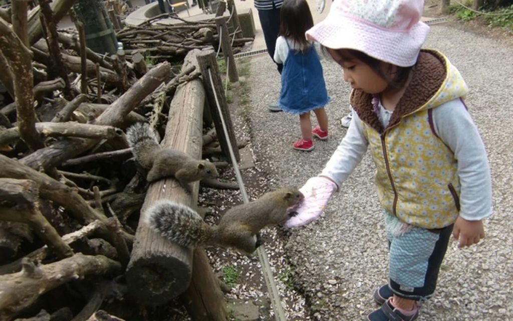 Đảo sóc