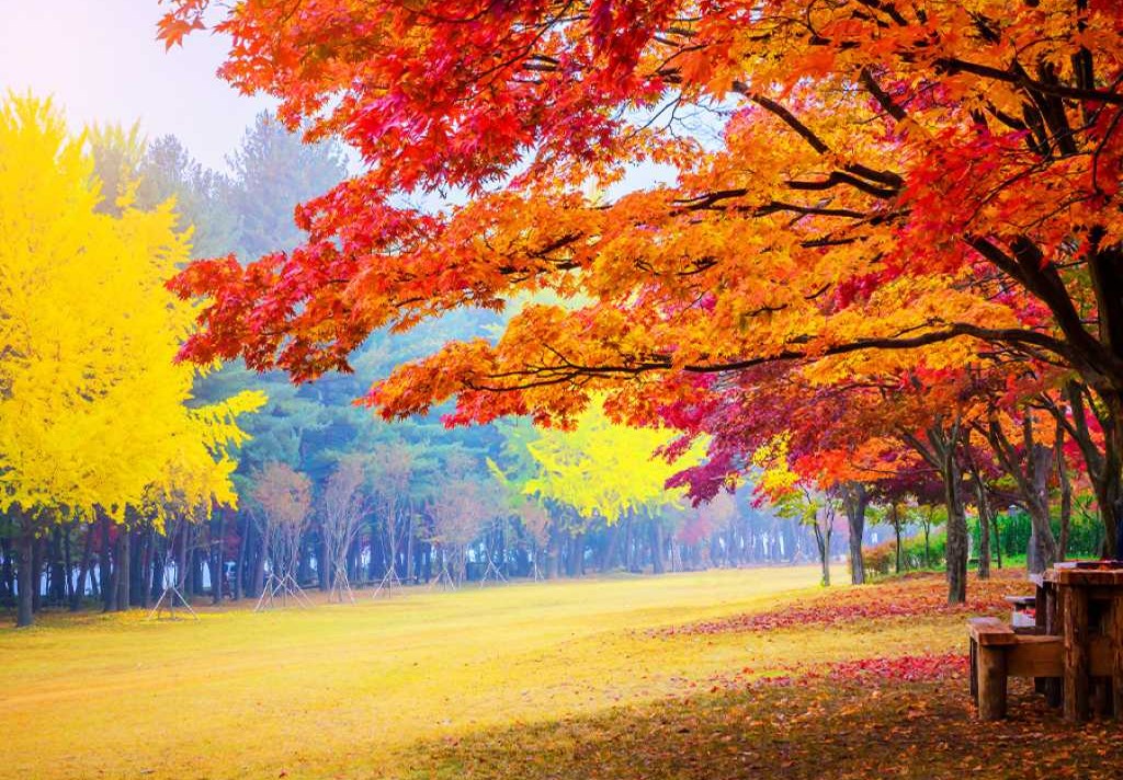 Vườn Baekpungmilwon ở đảo Nami vào mùa thu