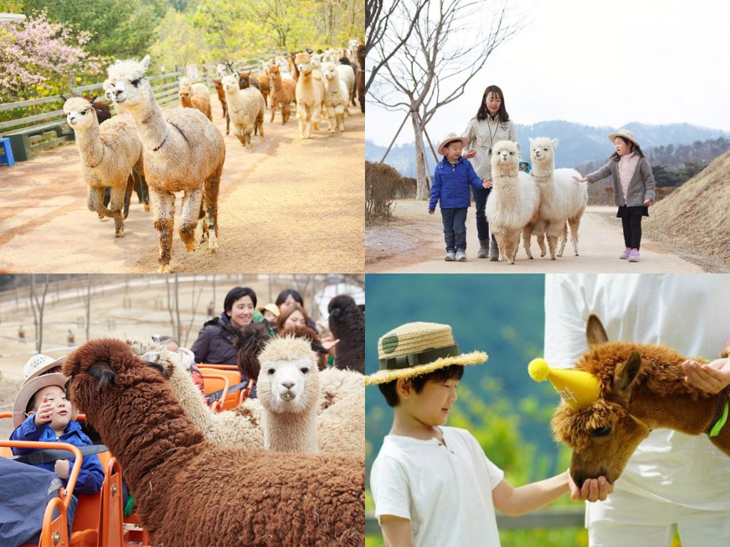 Khu du lịch Alpaca World