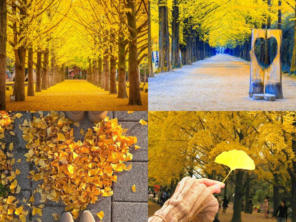 Con đường ngân hạnh đẹp nhất vào mùa thu