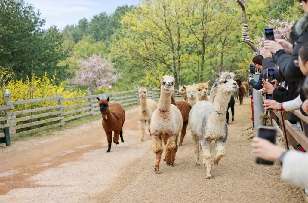 Đàn alpaca tại Alpaca World