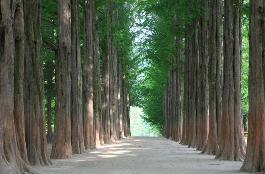 Đường thủy sam Metasequoia đảo Nami